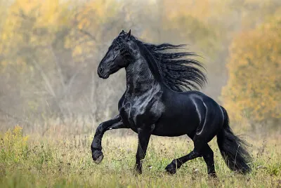 cavalo