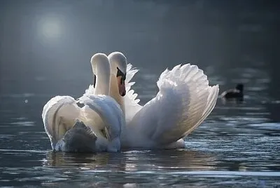 Toy