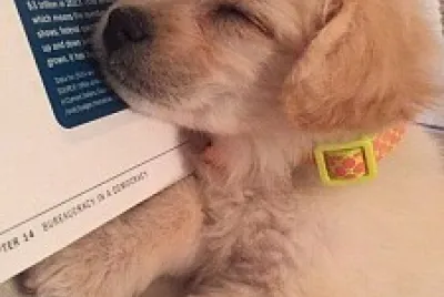 doguinho dormindo