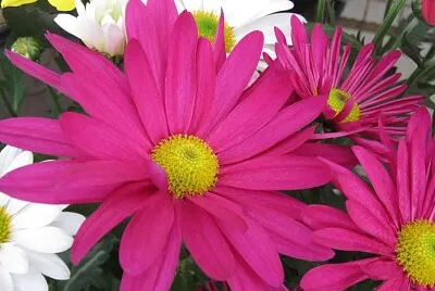 cores