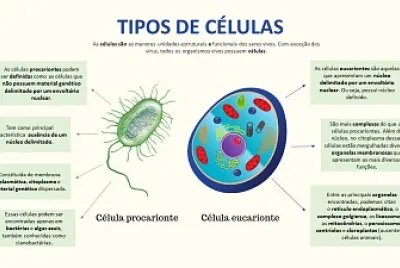 Tipos de Células