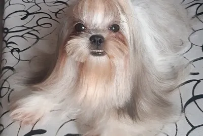 Mora xd
