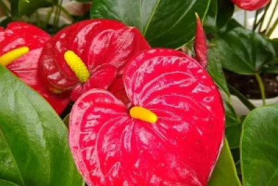 Such a vibrant red