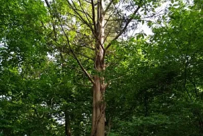 Vines on a tree