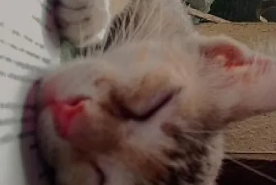 gatito