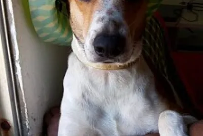 Dog Hat