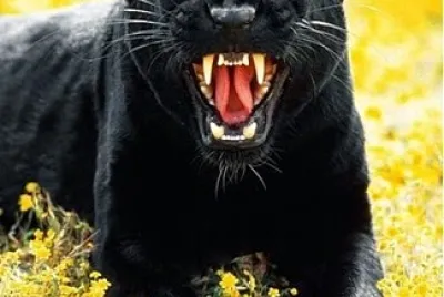 Black Panther