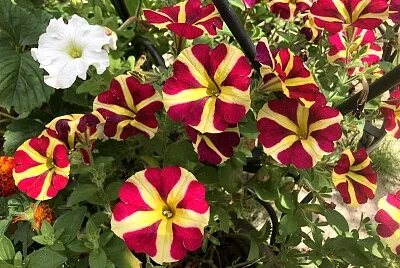 One White Petunia