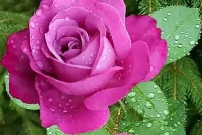 花漾