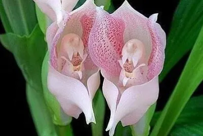 花漾