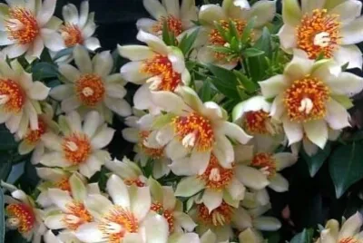 花漾