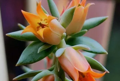 花漾