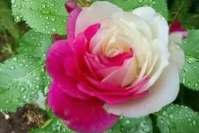 花漾