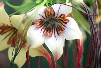 花漾