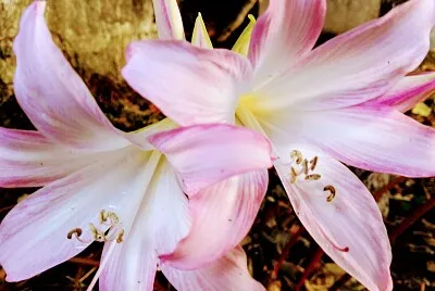 פאזל של FLOWERS