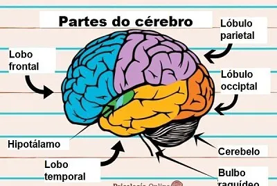 cerebro