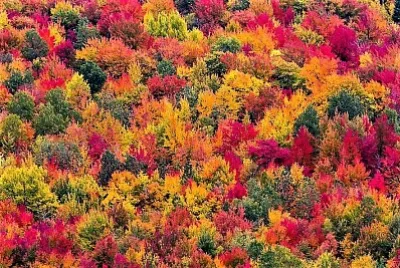 autumn# 258 jigsaw puzzle