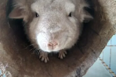 meu bicho de extimação