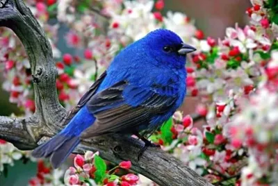 鳥類