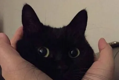 gatinho