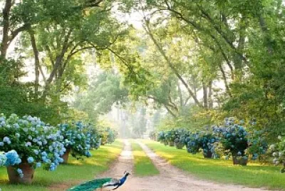 animal jigsaw puzzle