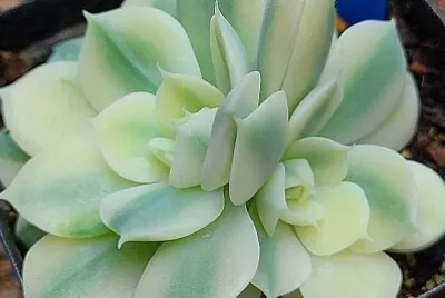 花漾