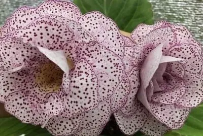 花漾