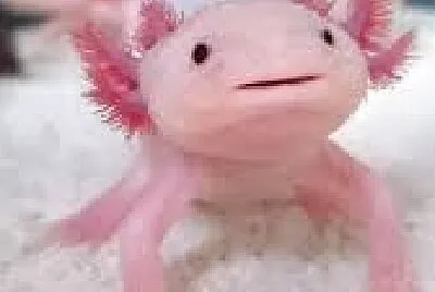 Un animal muy feo