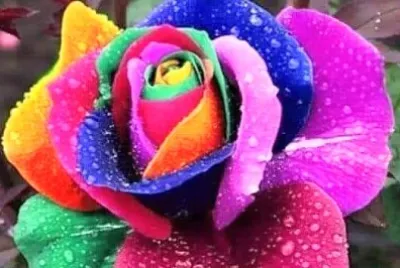 花漾