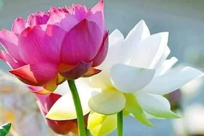花漾