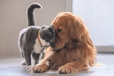 פאזל של gato y perro
