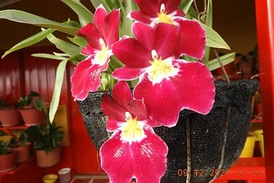 FLOWERS