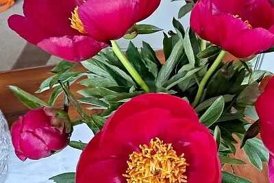 flores