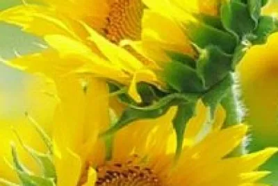 girasoles