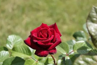 Foto