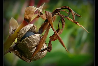 Fleur fruit