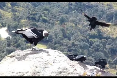 AVISTAMIENTO DE AVES