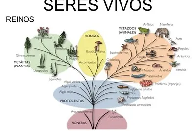 plantae