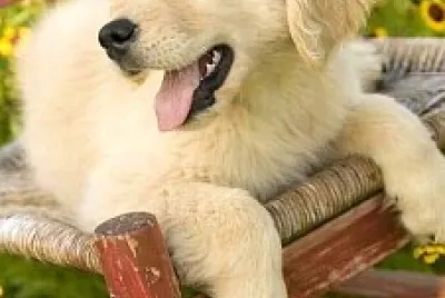 perro