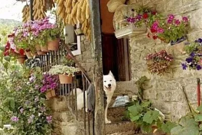 perro