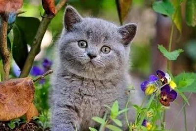 gato