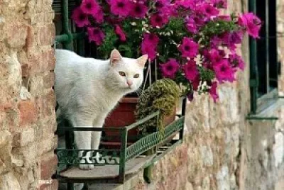 gato