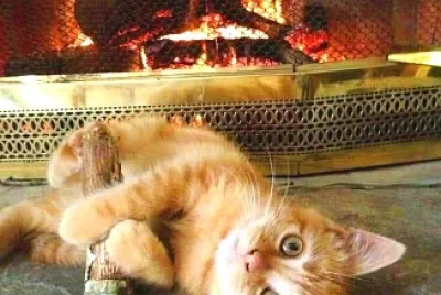 gato