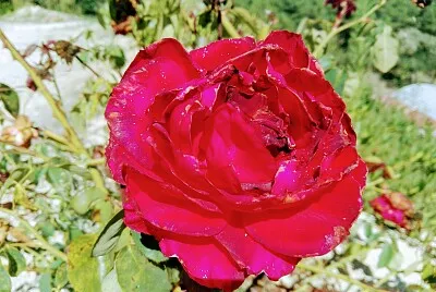 פאזל של FLOWERS
