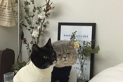 gatinhos