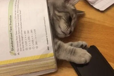 gatinho dormindo no livro jigsaw puzzle