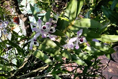 Meu Jardim