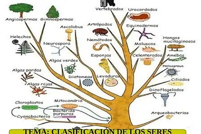 REINO ANIMAL2