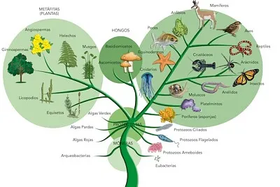 plantae