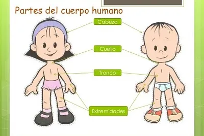 פאזל של Partes del Cuerpo